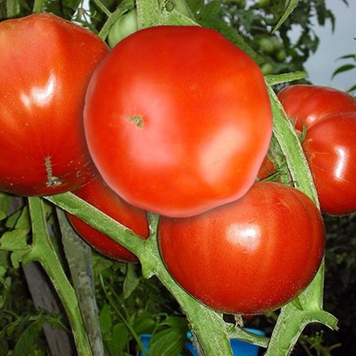 Solanum lycopersicum 'Anzhela Gigant' - Harilik tomat 'Anzhela Gigant' P9/0,55L